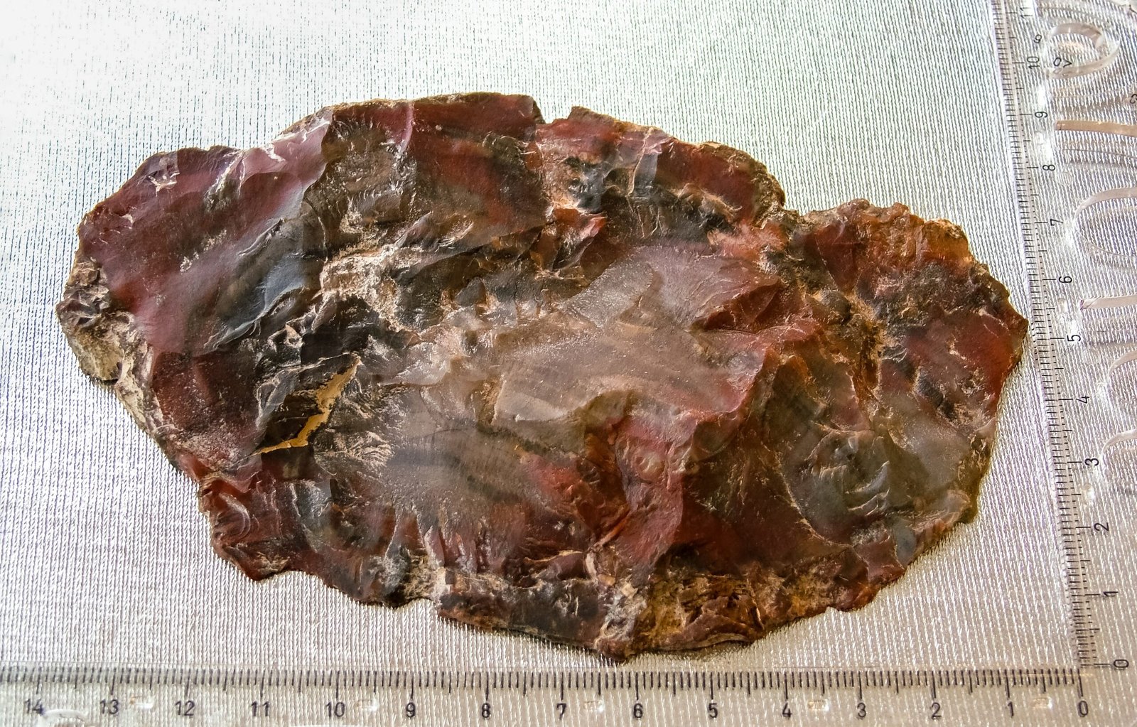 Climate Change: Lessons from the Fossil Forest (image credits: wikimedia)