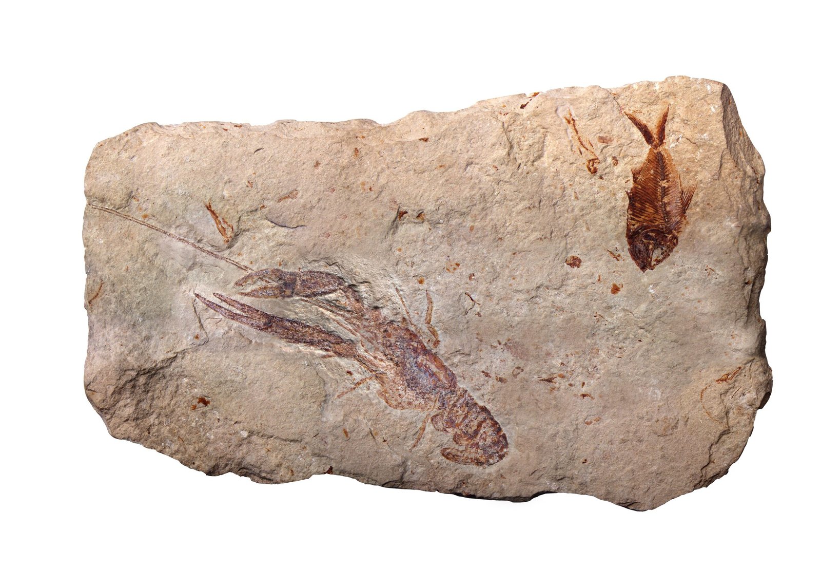 Stories in Stone: Personal Encounters with Fossils (image credits: wikimedia)
