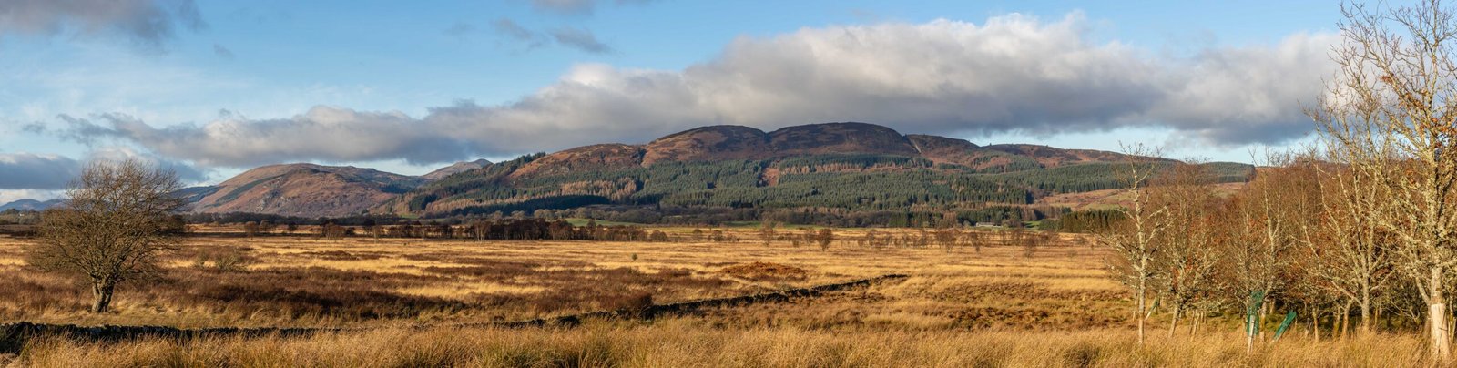 Understanding Rewilding: More Than Just Letting Nature Be (image credits: wikimedia)
