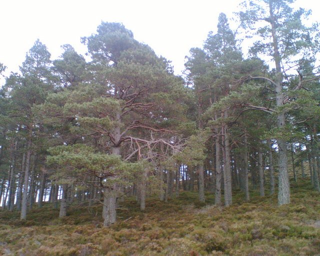 The Return of the Forests: Replanting the Caledonian Pinewoods (image credits: wikimedia)