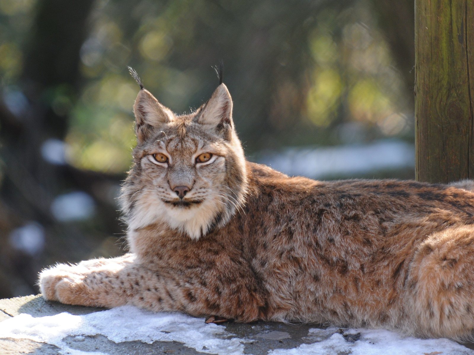 Reintroducing Lost Animals: The Debate Over Wolves and Lynx (image credits: wikimedia)