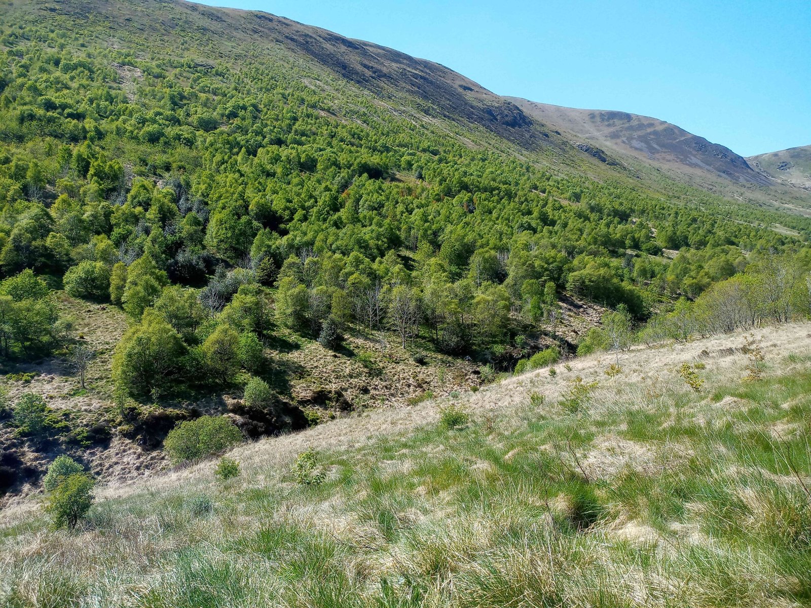 Stories of Success: From Glen Affric to Alladale (image credits: wikimedia)