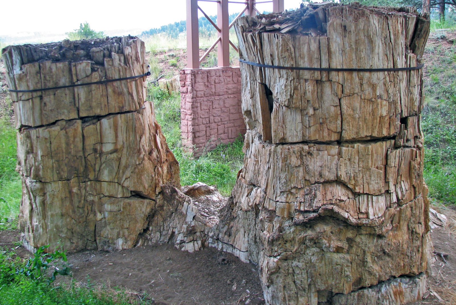 Tree Rings and Volcanic Eruptions (image credits: wikimedia)