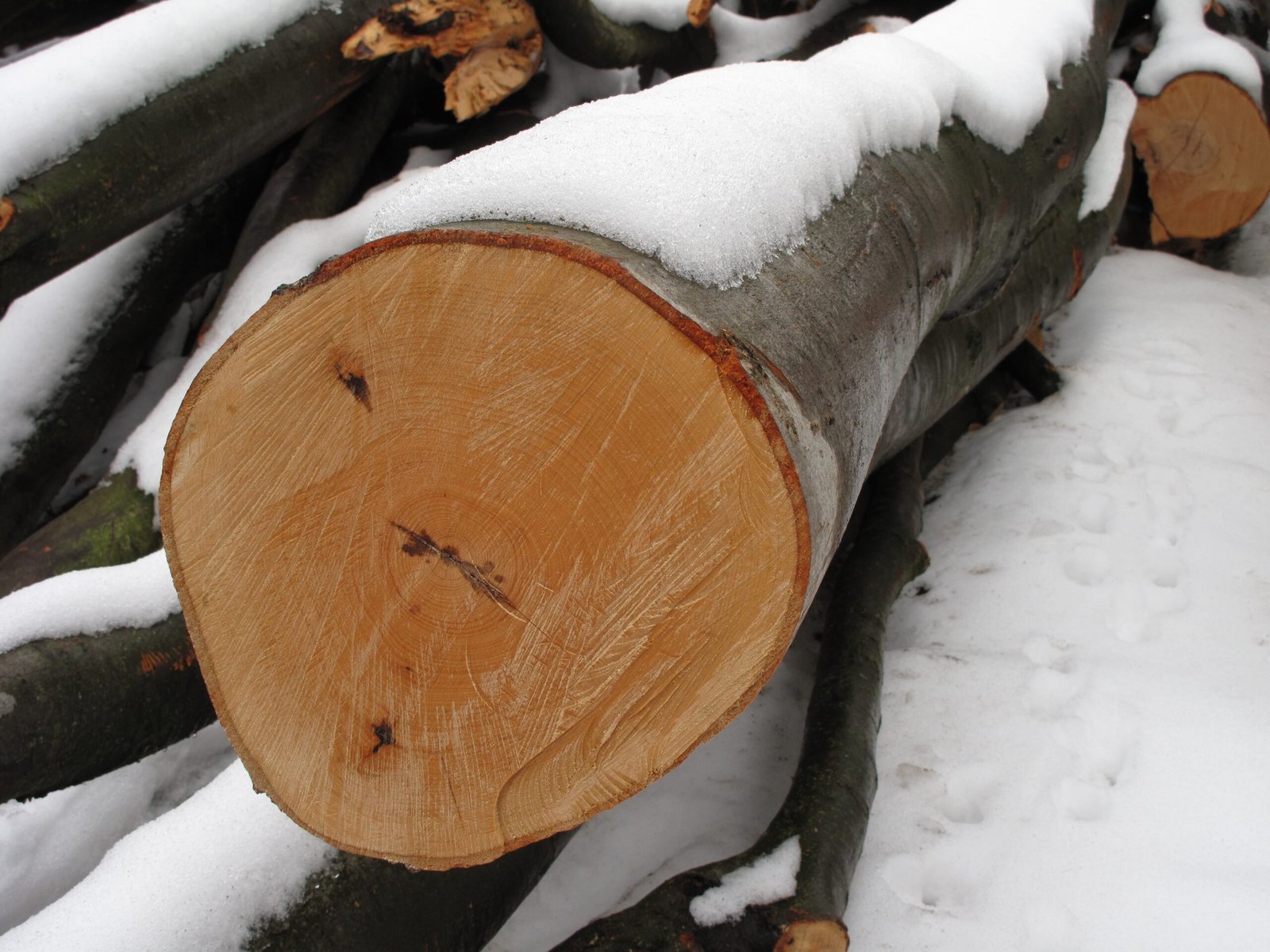 Drought, Flood, and Famine: Nature’s Rhythm in Wood (image credits: wikimedia)