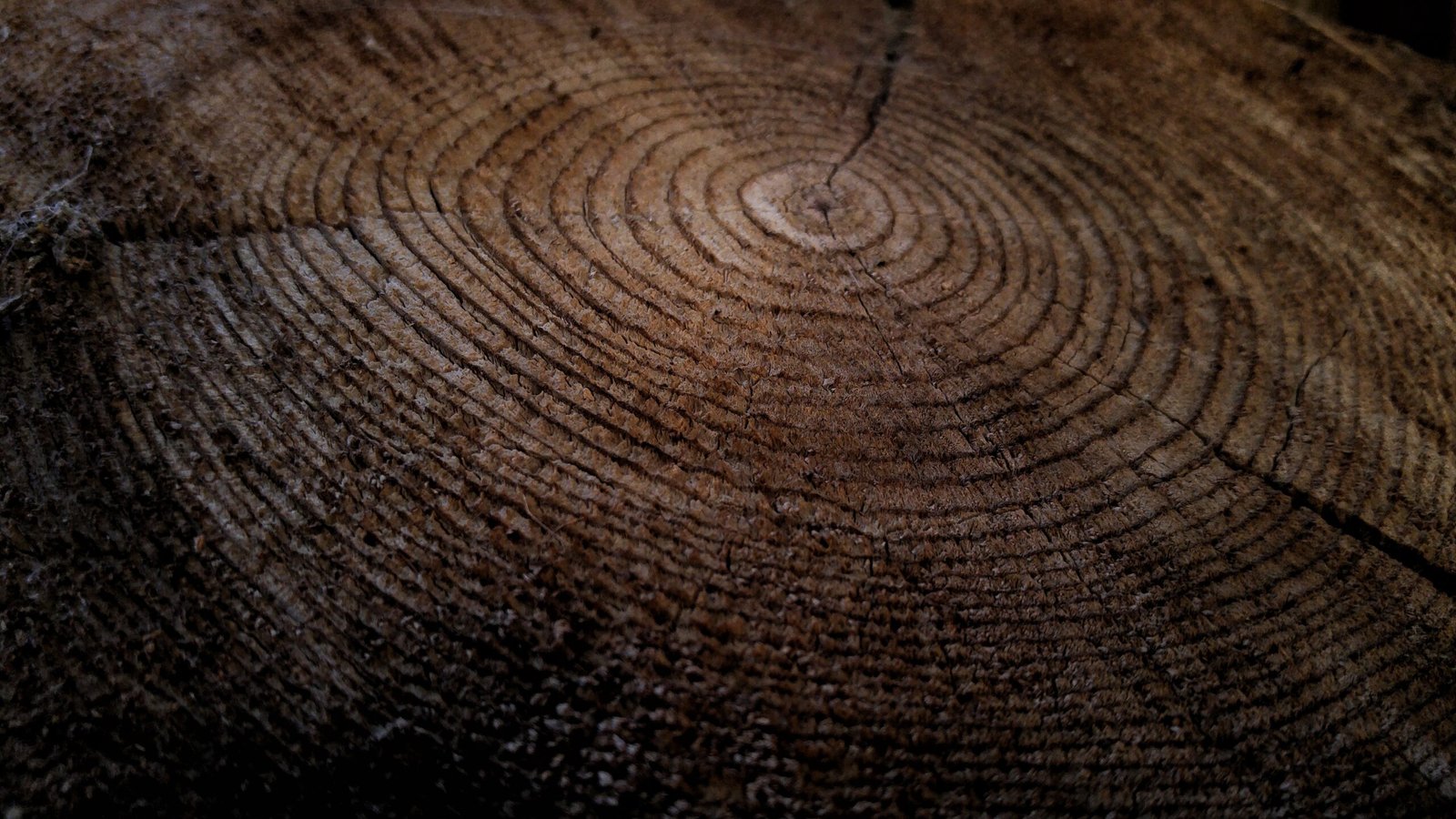 How Trees Remember Climate: Secrets Locked in Tree Rings and Their Stories