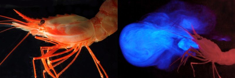 Bioluminescence: Nature’s Living Light Show (image credits: wikimedia)