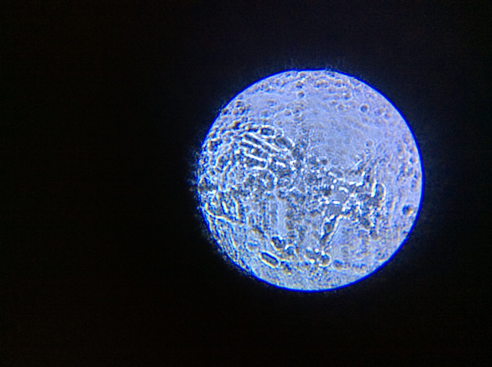 The Future of Microbial Space Research (image credits: wikimedia)