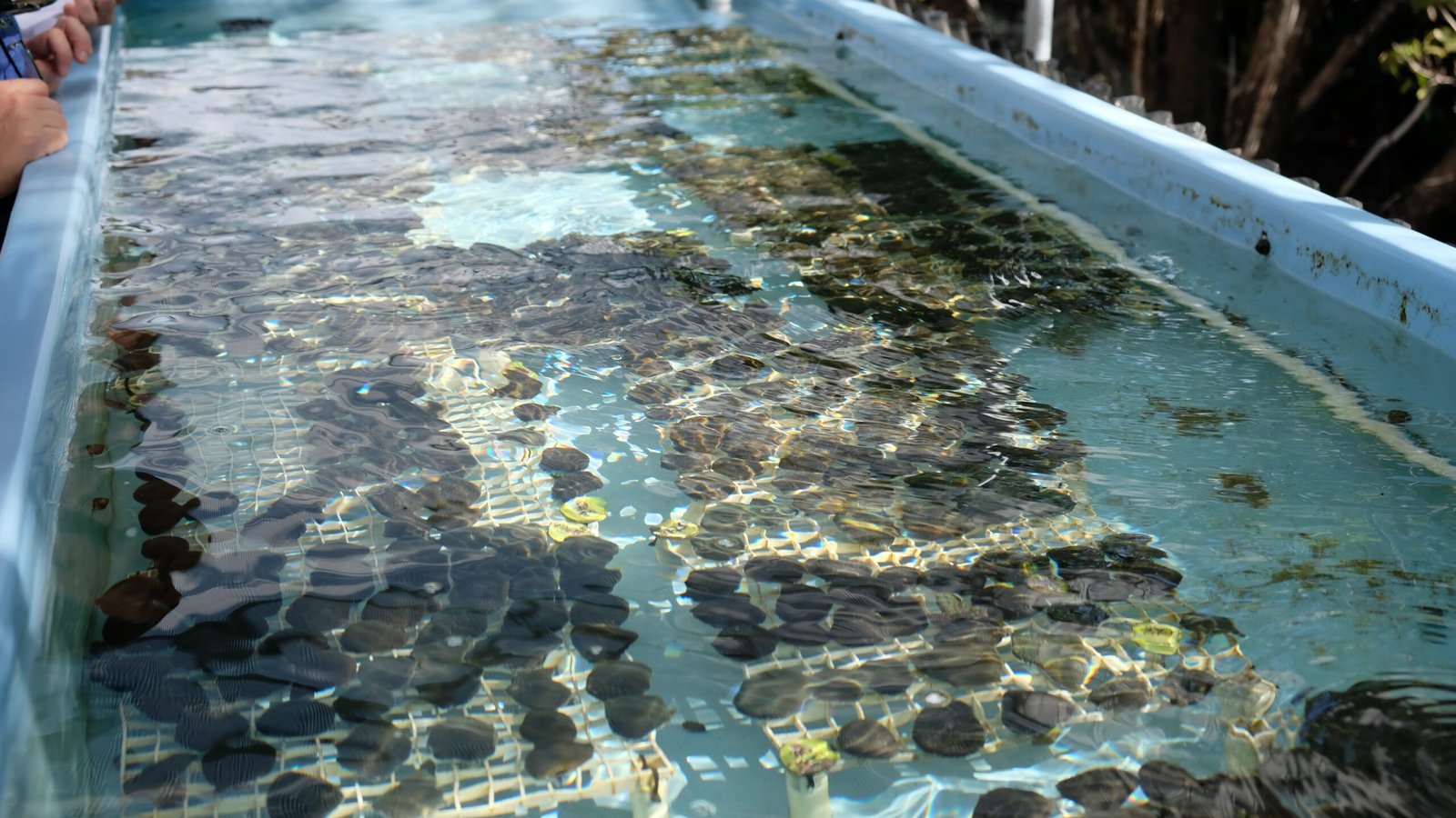 Coral Nurseries: Underwater Greenhouses (image credits: wikimedia)