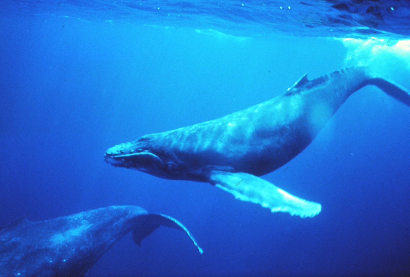 Long-Distance Conversations: Whale Songs That Travel Across Oceans (image credits: wikimedia)