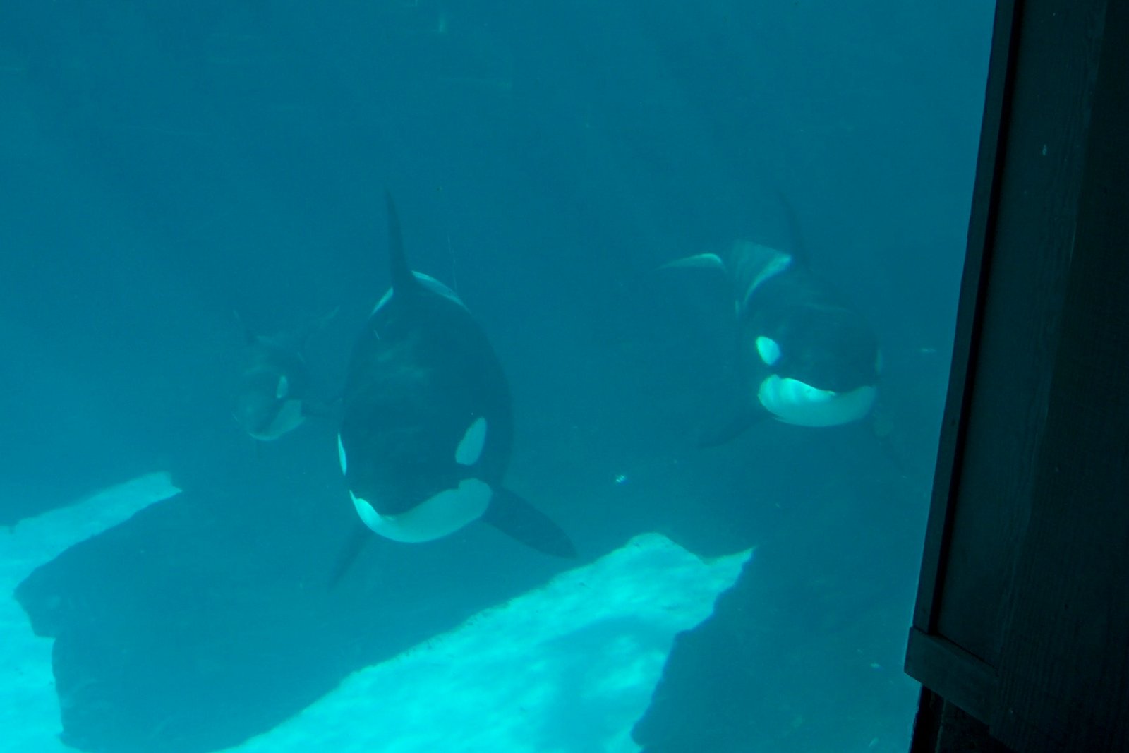 Why Whale Language Matters: Lessons for Humanity (image credits: wikimedia)