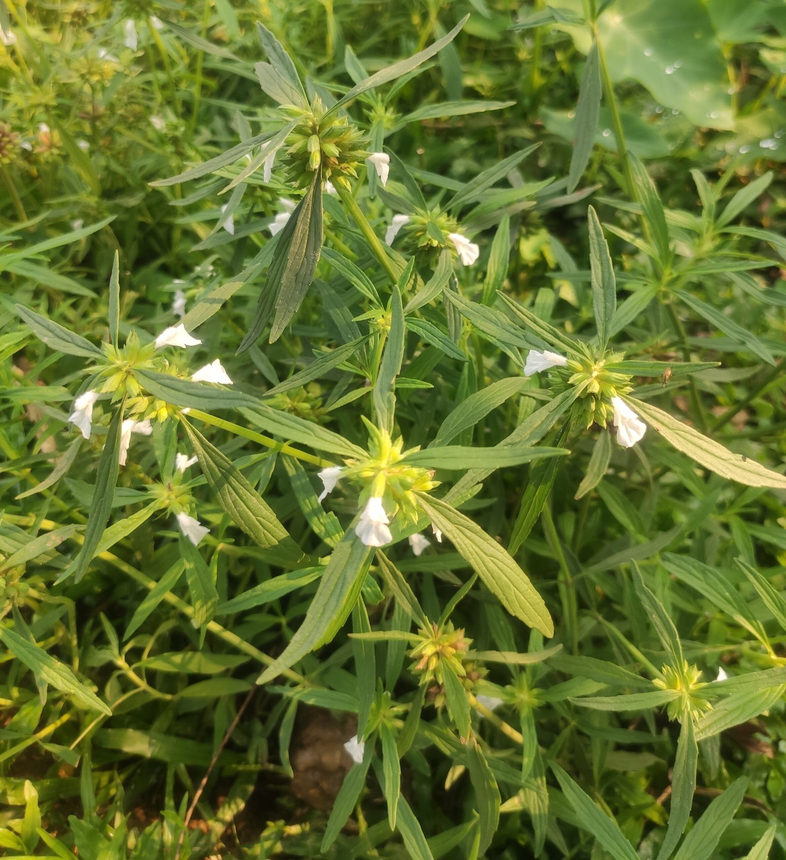 Modern Herbalism and Scientific Validation (image credits: wikimedia)