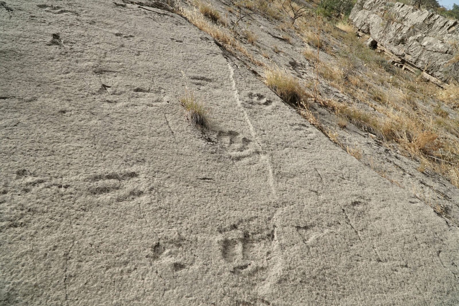 The Magic of Trace Fossils (image credits: wikimedia)