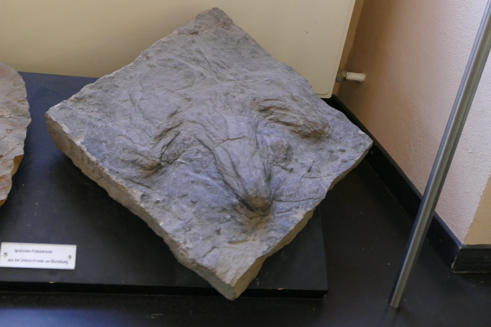 The Rarity and Fragility of Footprint Fossils (image credits: wikimedia)