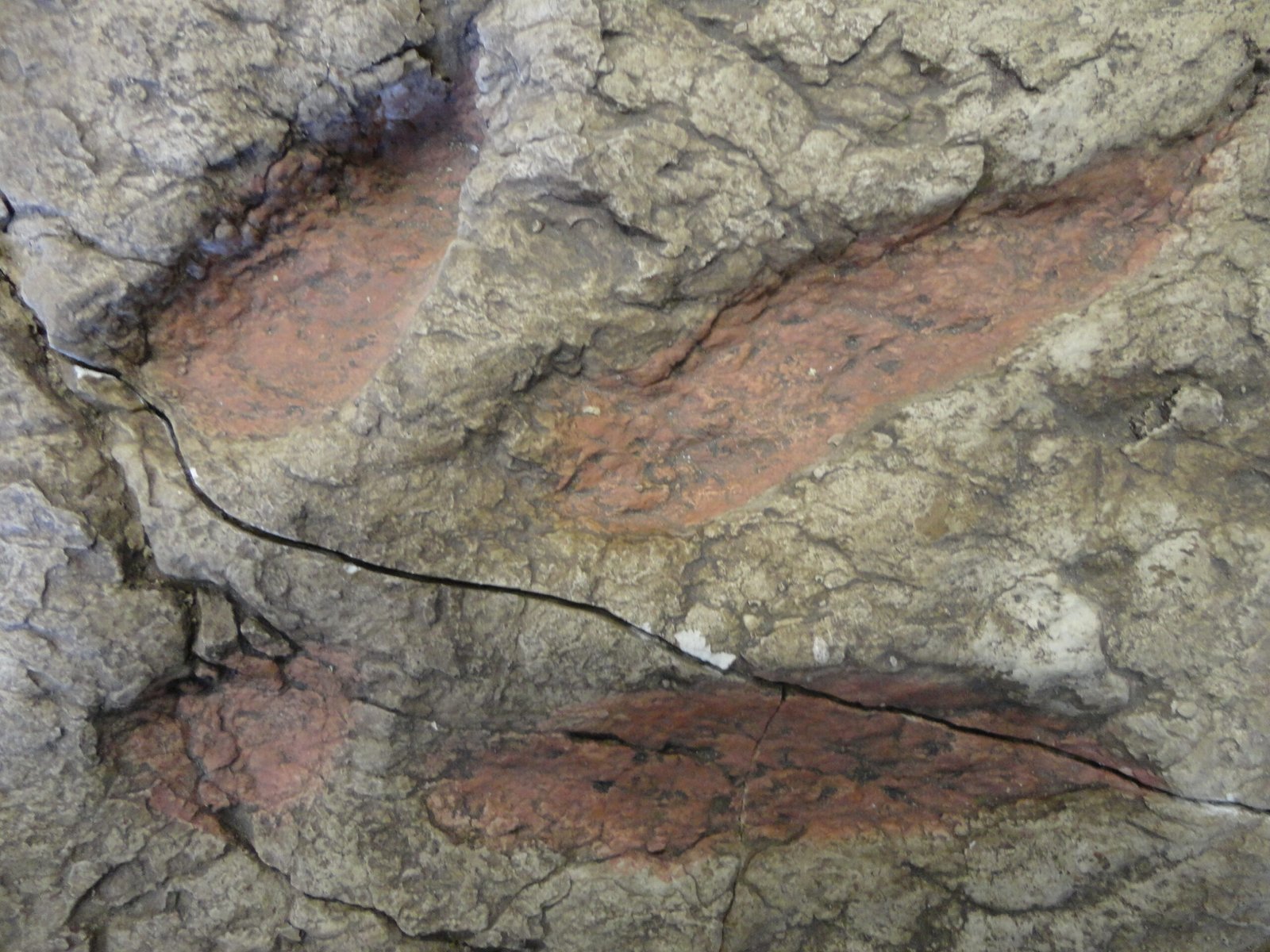 Footprints as Clues to Evolution (image credits: wikimedia)