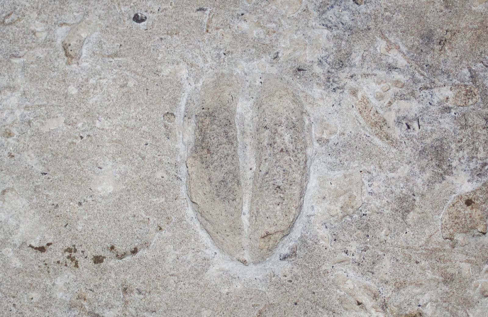 Challenges in Preserving Track Sites (image credits: wikimedia)