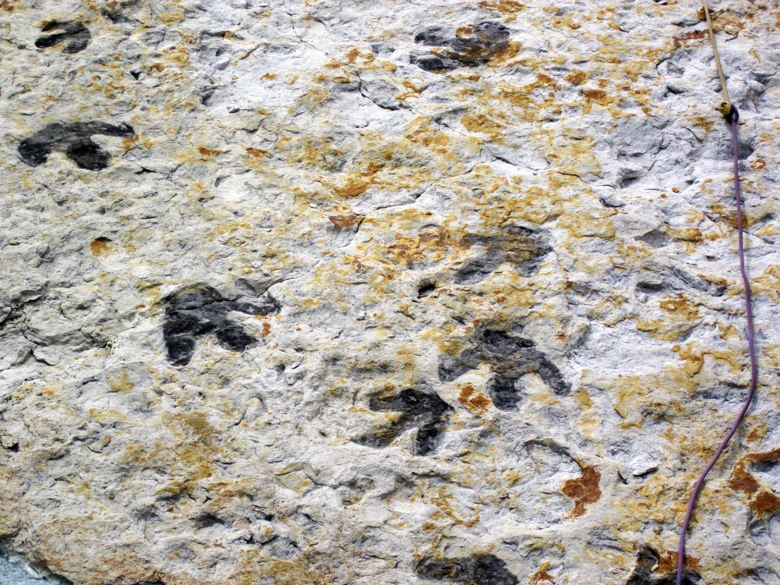 The Future of Footprint Research (image credits: wikimedia)