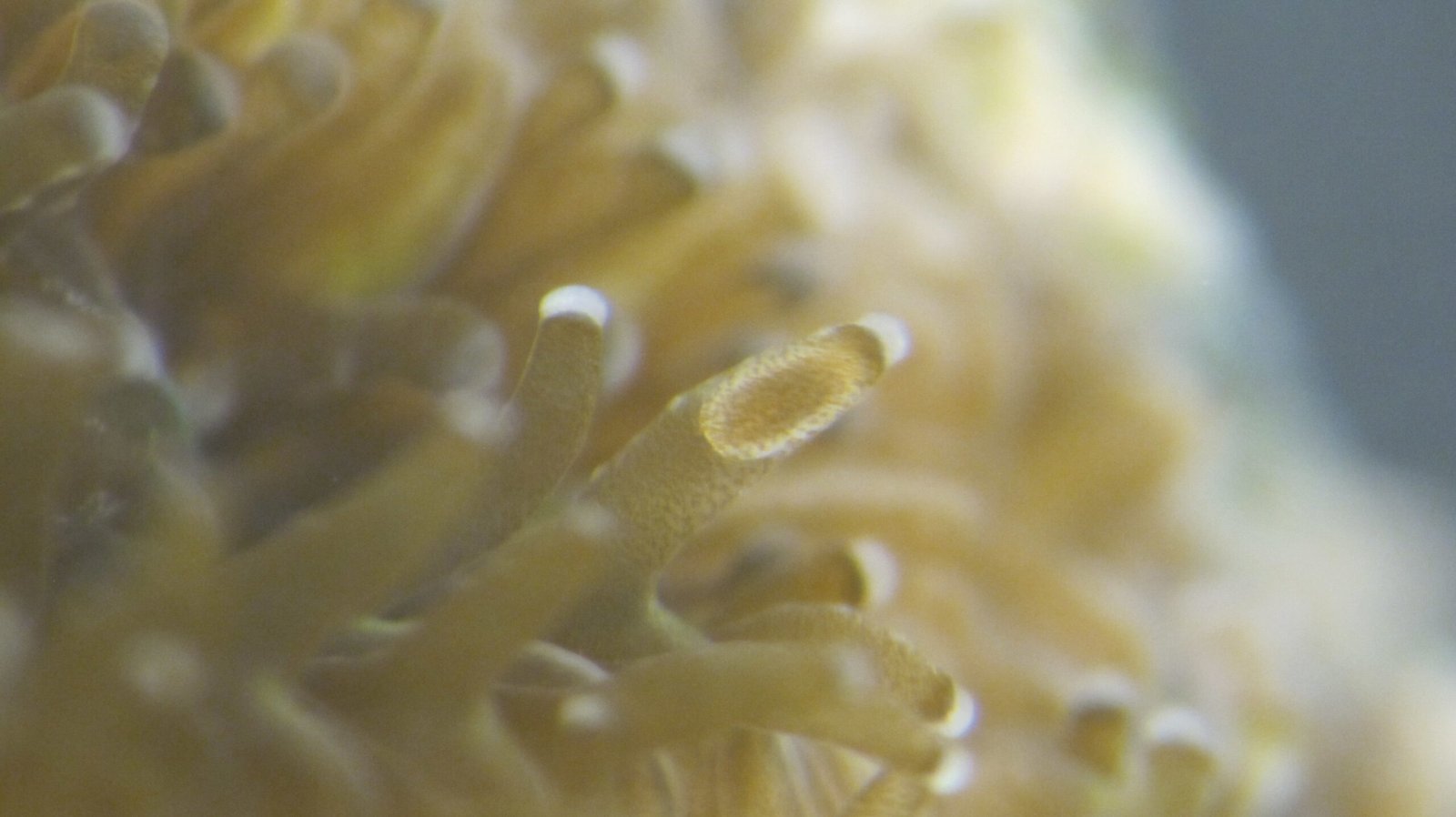 Larval Drift: The Journey of Coral Babies (image credits: wikimedia)