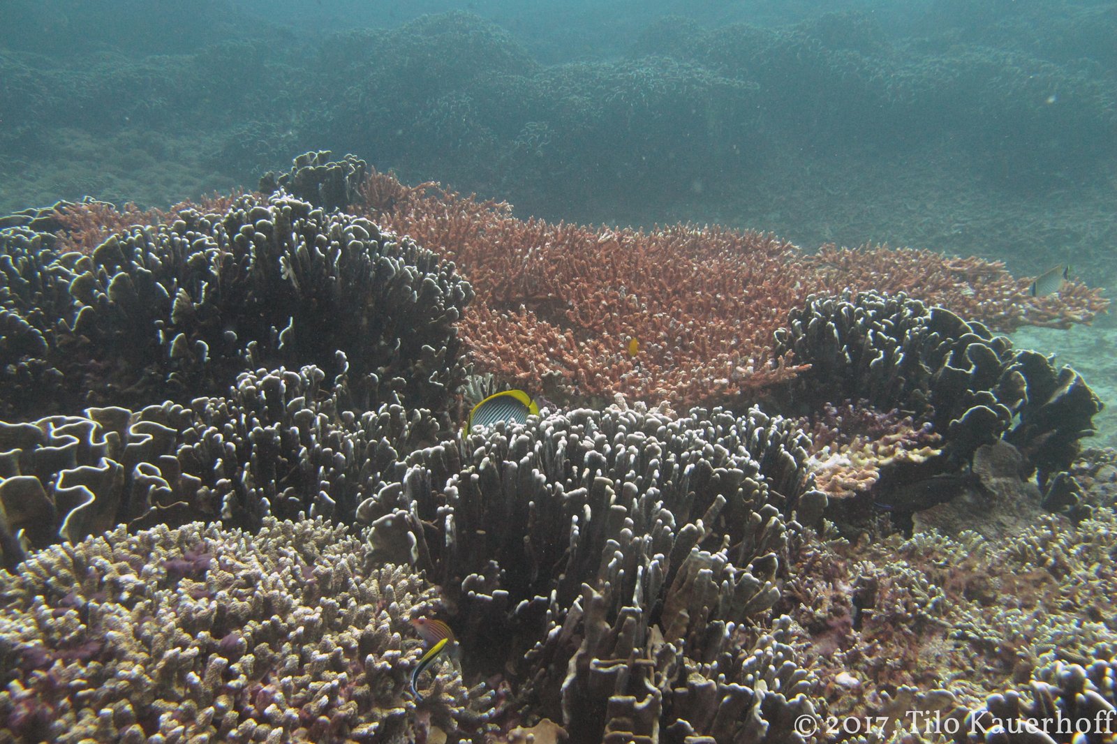 Lighting Up Tourism: The Allure of Coral Spawning (image credits: wikimedia)