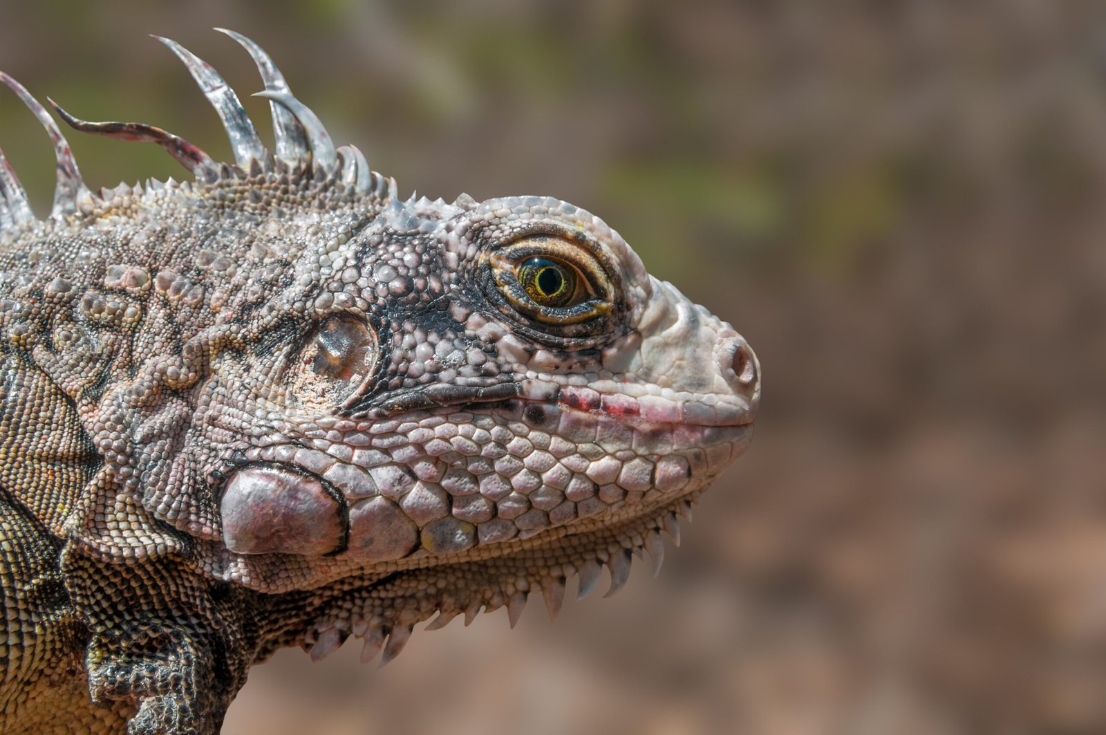 Species in Peril: The Most Targeted Animals (image credits: wikimedia)