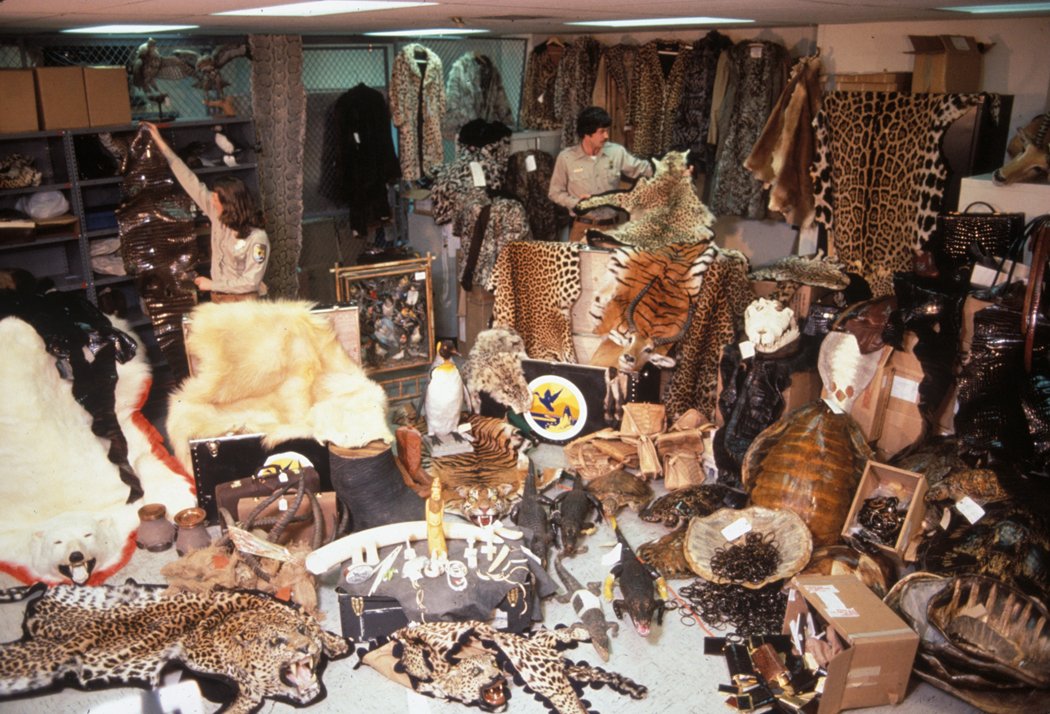 The Role of Organized Crime in Wildlife Trafficking (image credits: wikimedia)