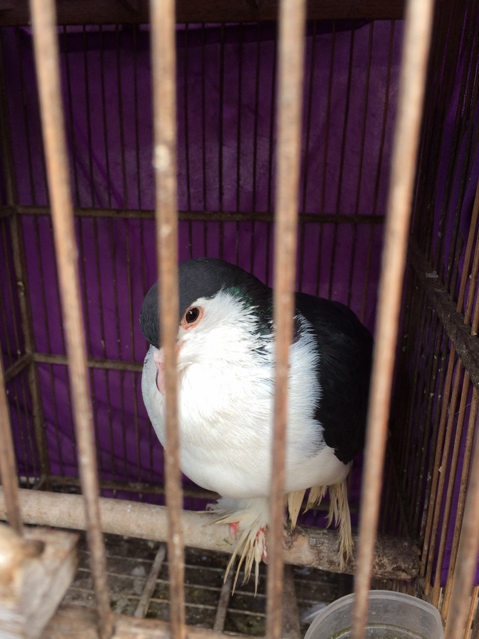The Hidden Costs to Animal Welfare (image credits: wikimedia)