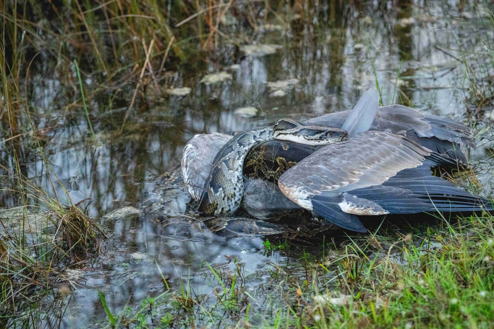 The Risk of Invasive Species (image credits: wikimedia)