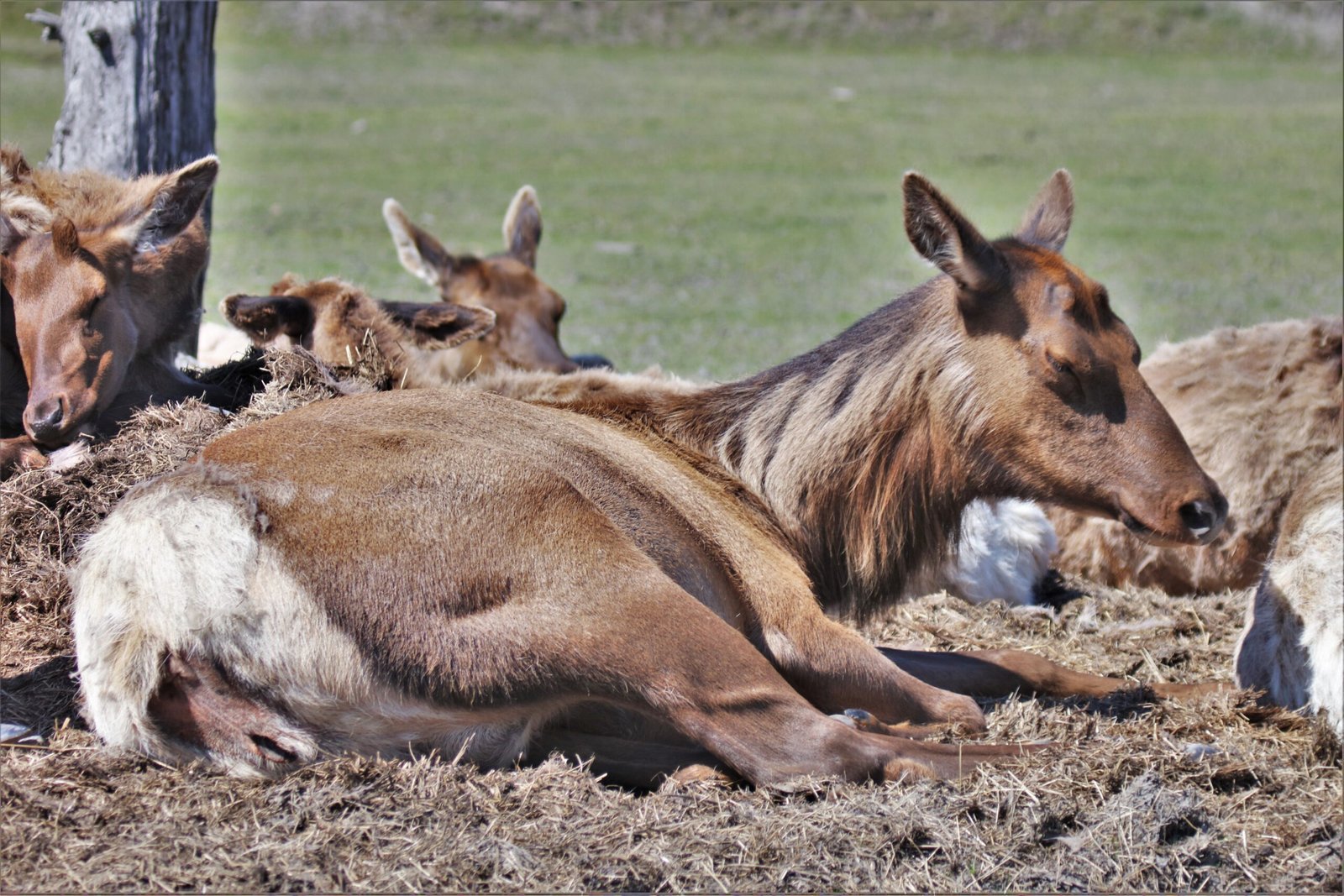 Conservation Efforts: Fighting Back Against Poaching (image credits: wikimedia)