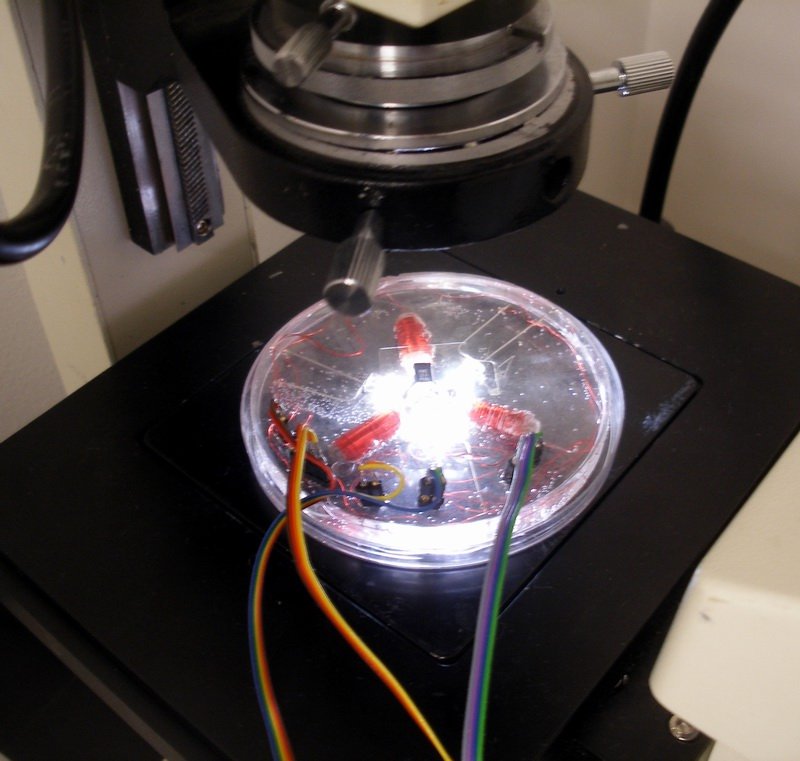 Living on the Edge: Tardigrades and Their Survival Tricks (image credits: wikimedia)