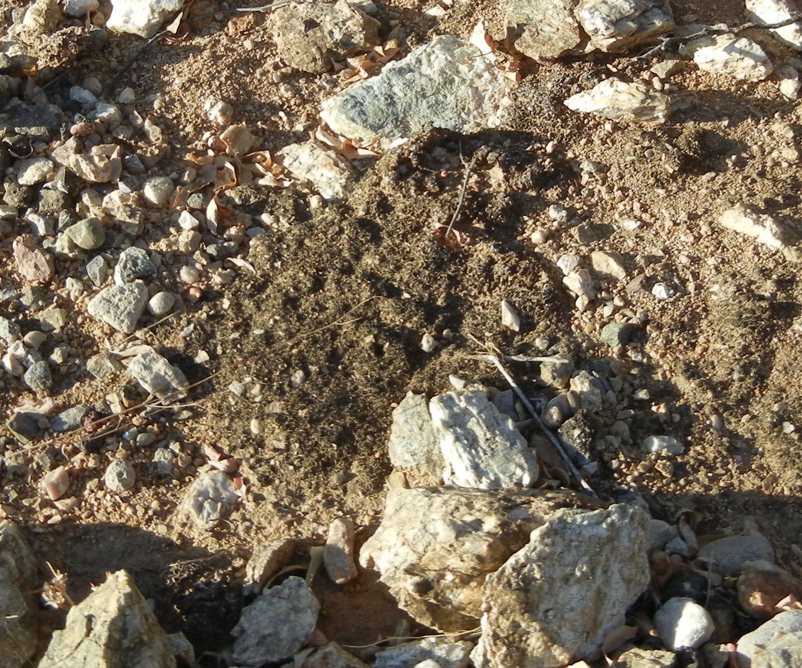 Desert Crusts: Hidden Networks of Life (image credits: wikimedia)