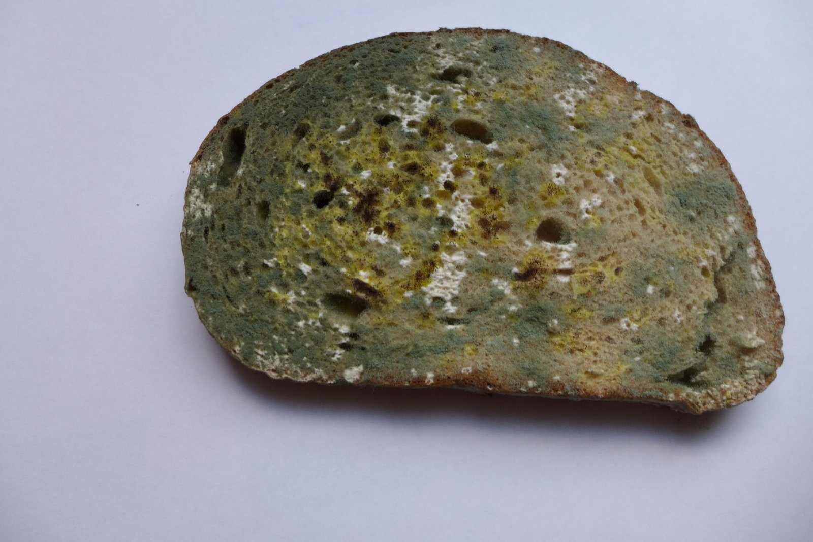 The Mystery of Moldy Bread (image credits: wikimedia)