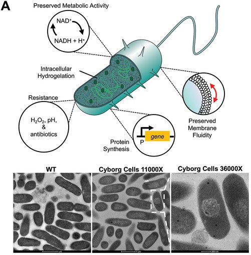 Cell Membranes: Fluid in the Face of Force (image credits: wikimedia)