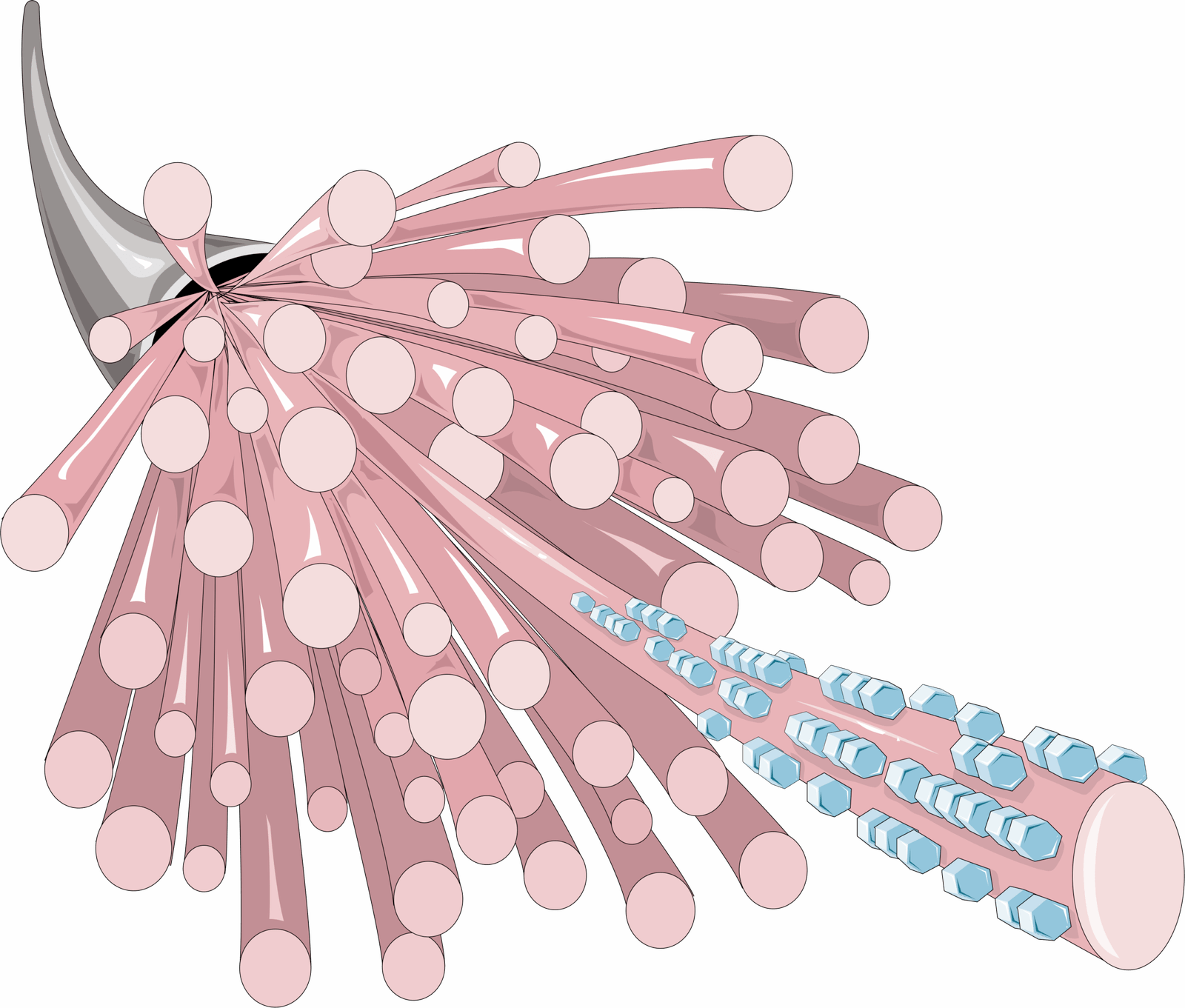 Collagen and Connective Tissues (image credits: wikimedia)