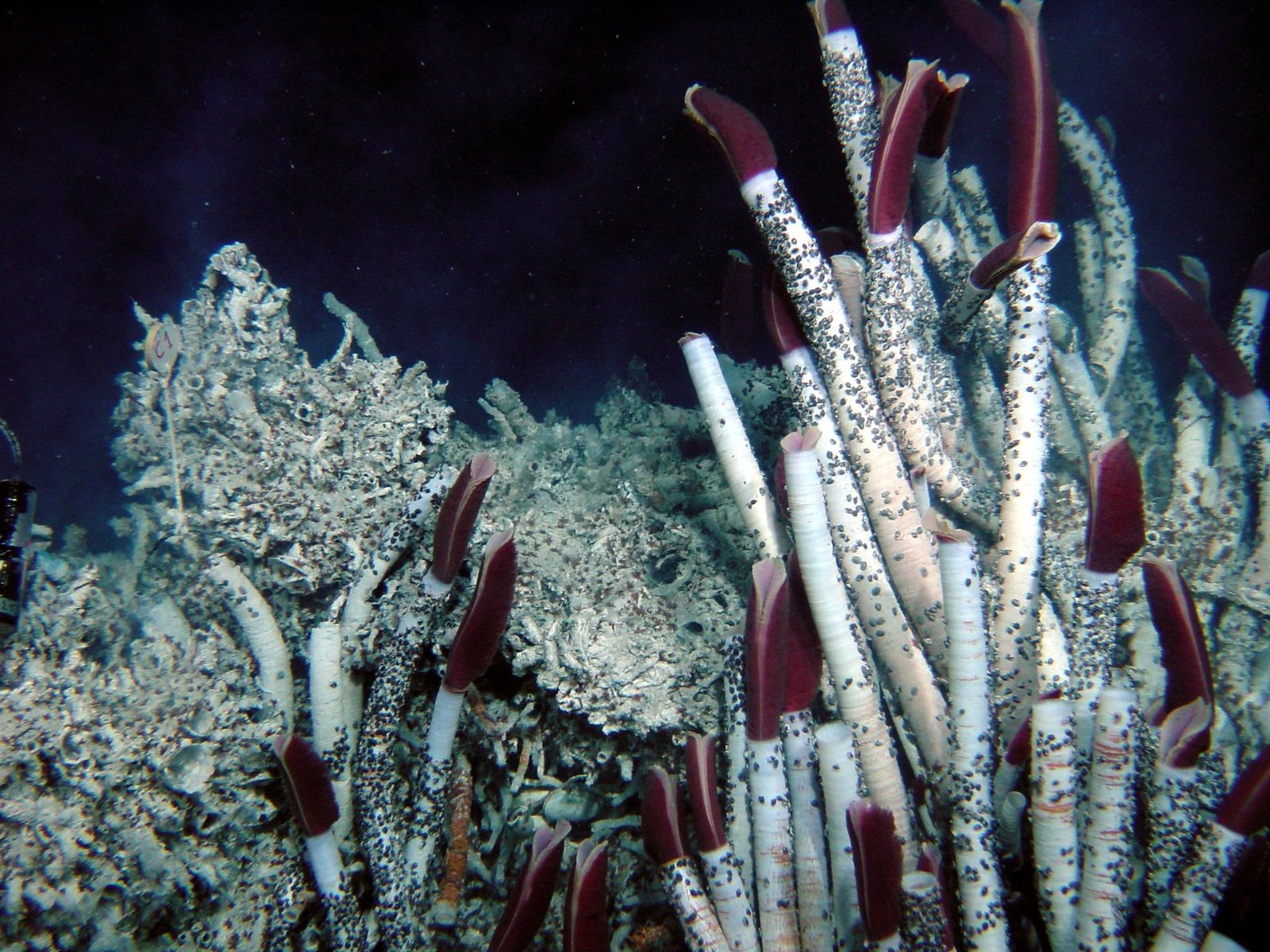The Role of Symbiotic Relationships (image credits: wikimedia)