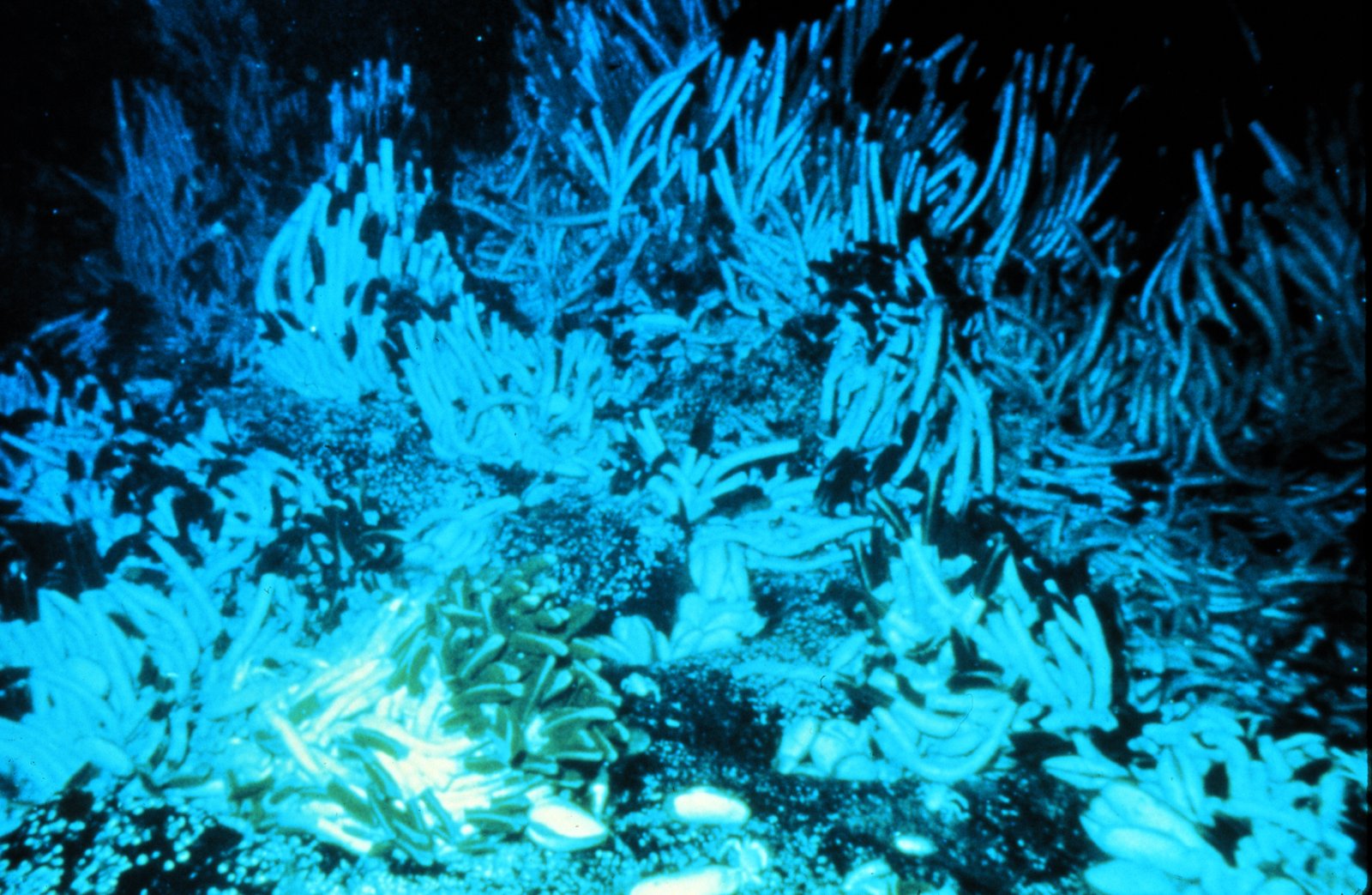 Hydrothermal Vent Life: Thriving in Toxicity and Pressure (image credits: wikimedia)