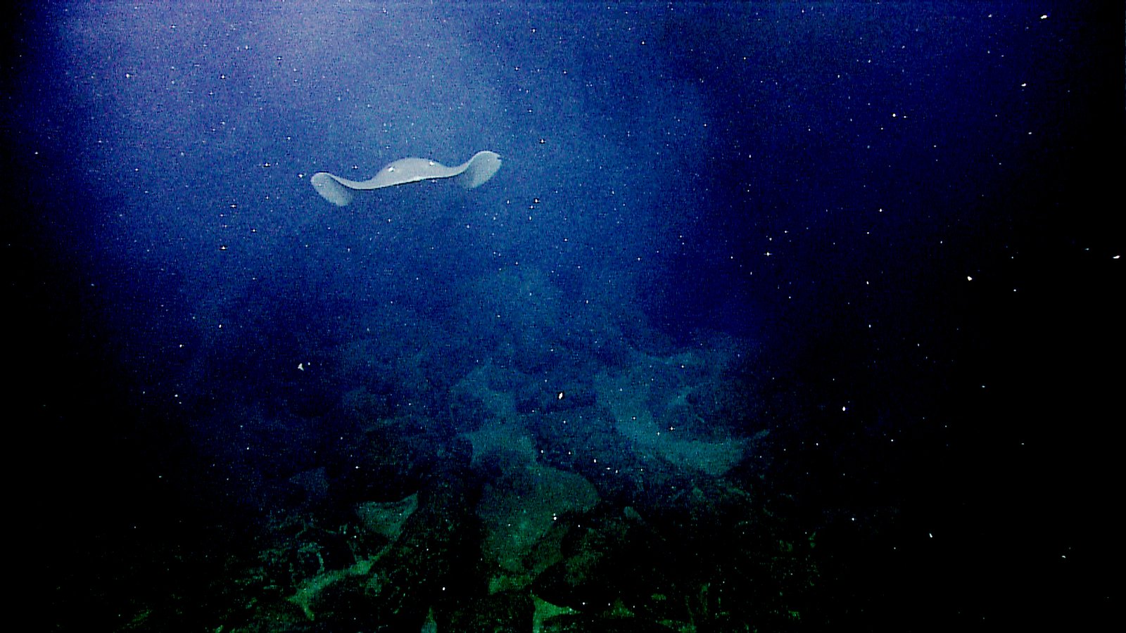 Camouflage and Stealth: Hiding from Predators in the Deep (image credits: wikimedia)