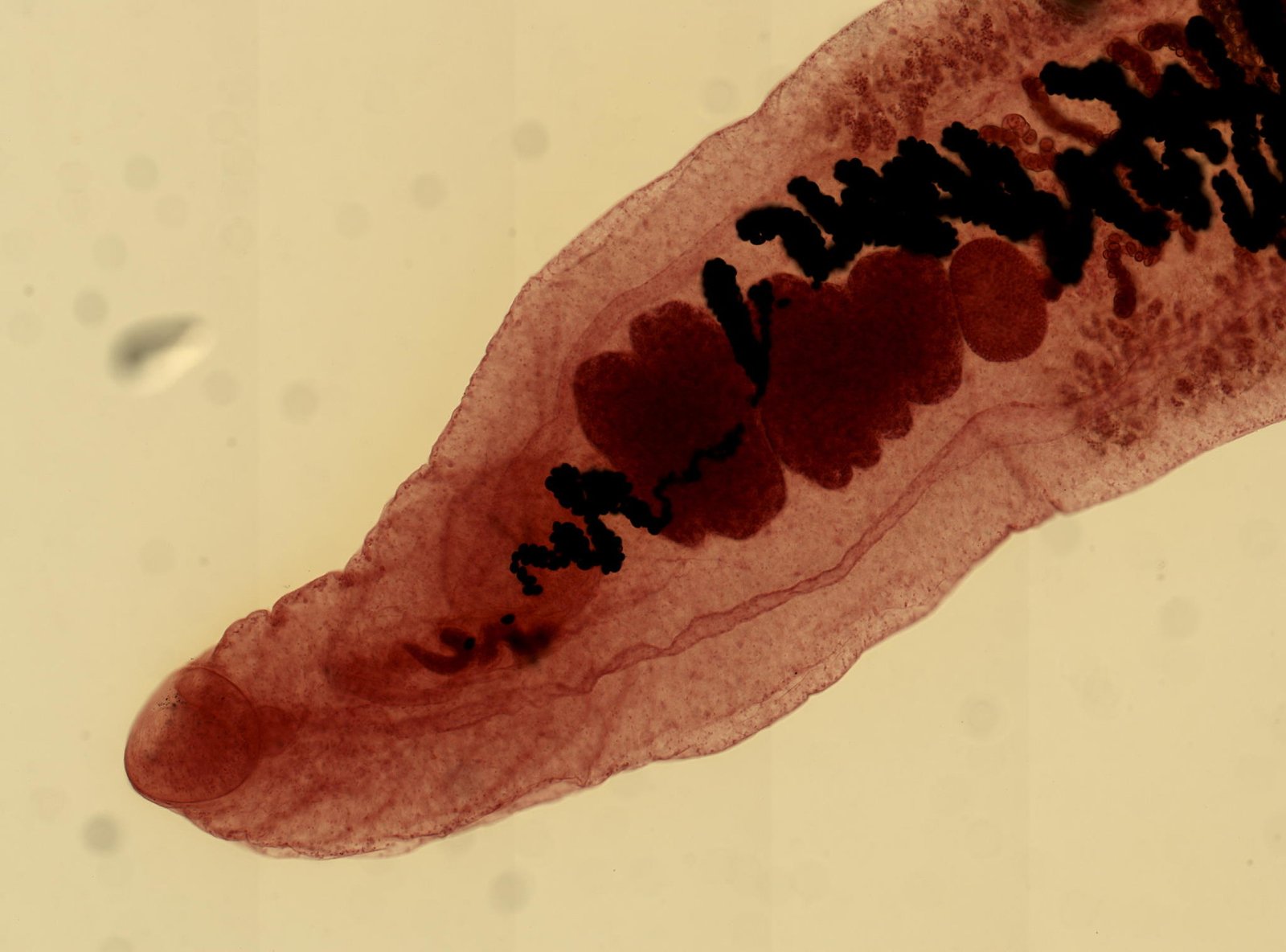 Lessons from Worm Brains: What Humans Can Learn (image credits: wikimedia)
