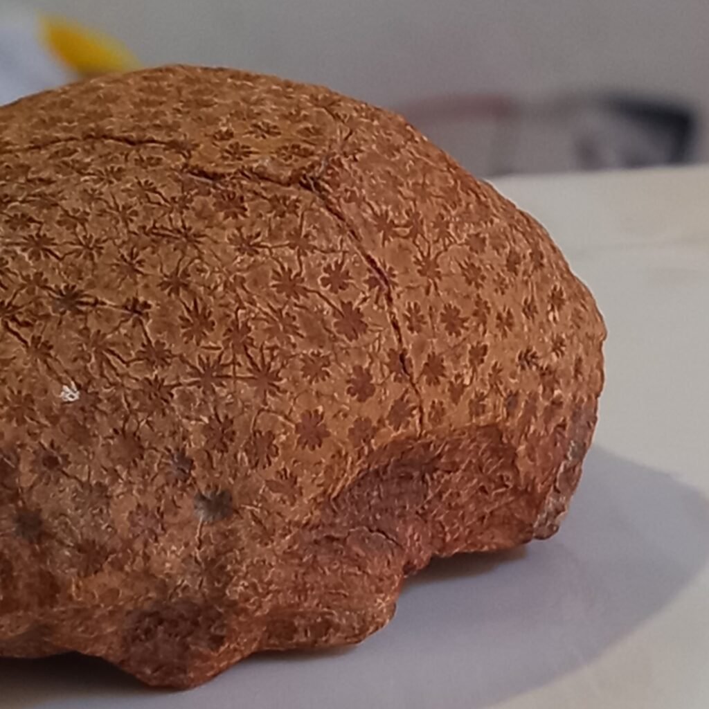 Unearthing Coral Fossils on Land