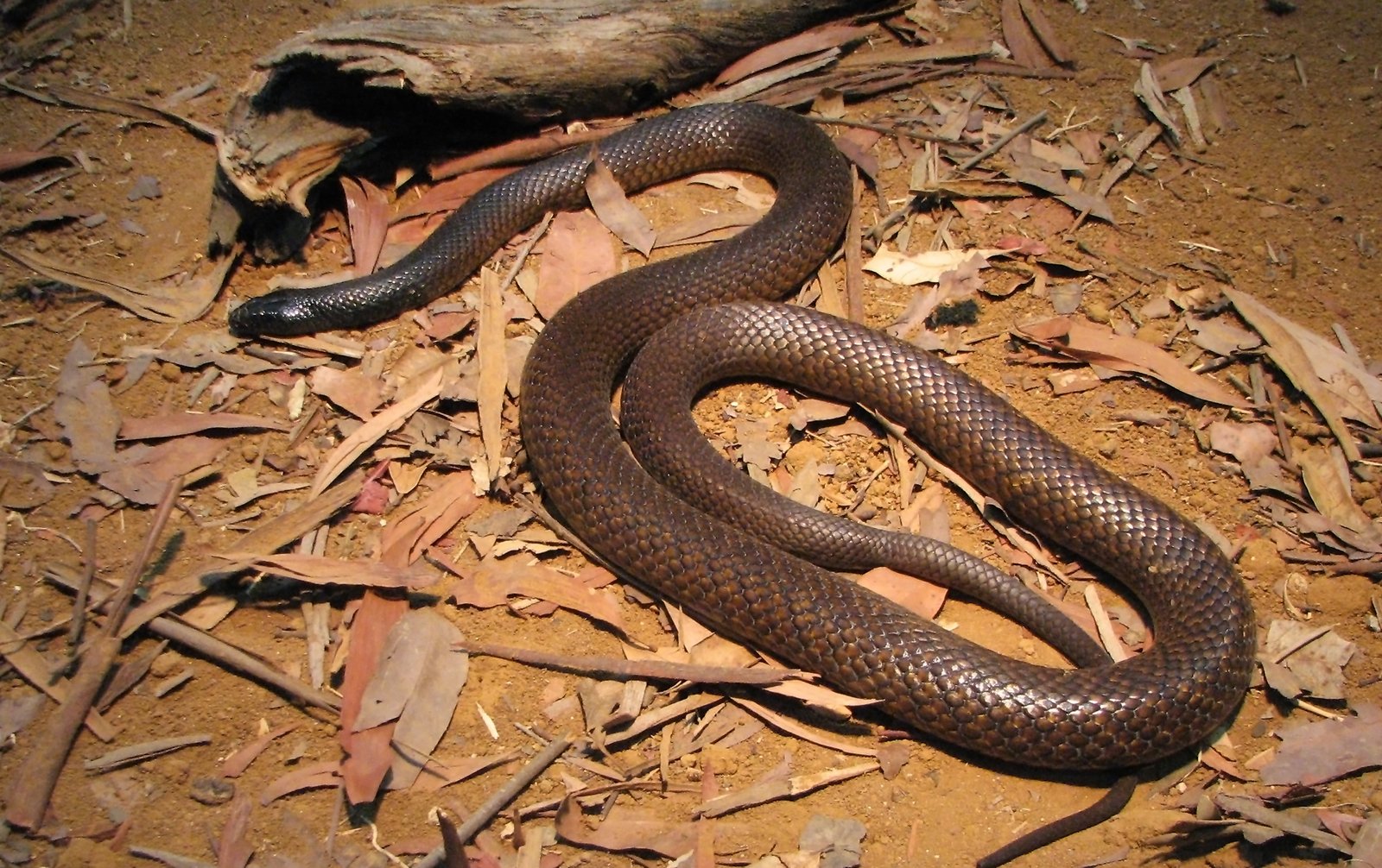 Shy by Nature: The Snake That Hates to Be Seen (image credits: wikimedia)