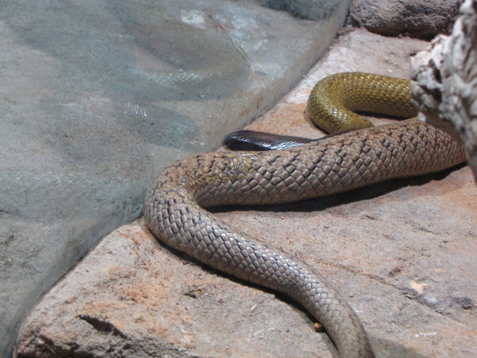 A Snake of Many Names: Fierce Snake or Gentle Ghost? (image credits: wikimedia)