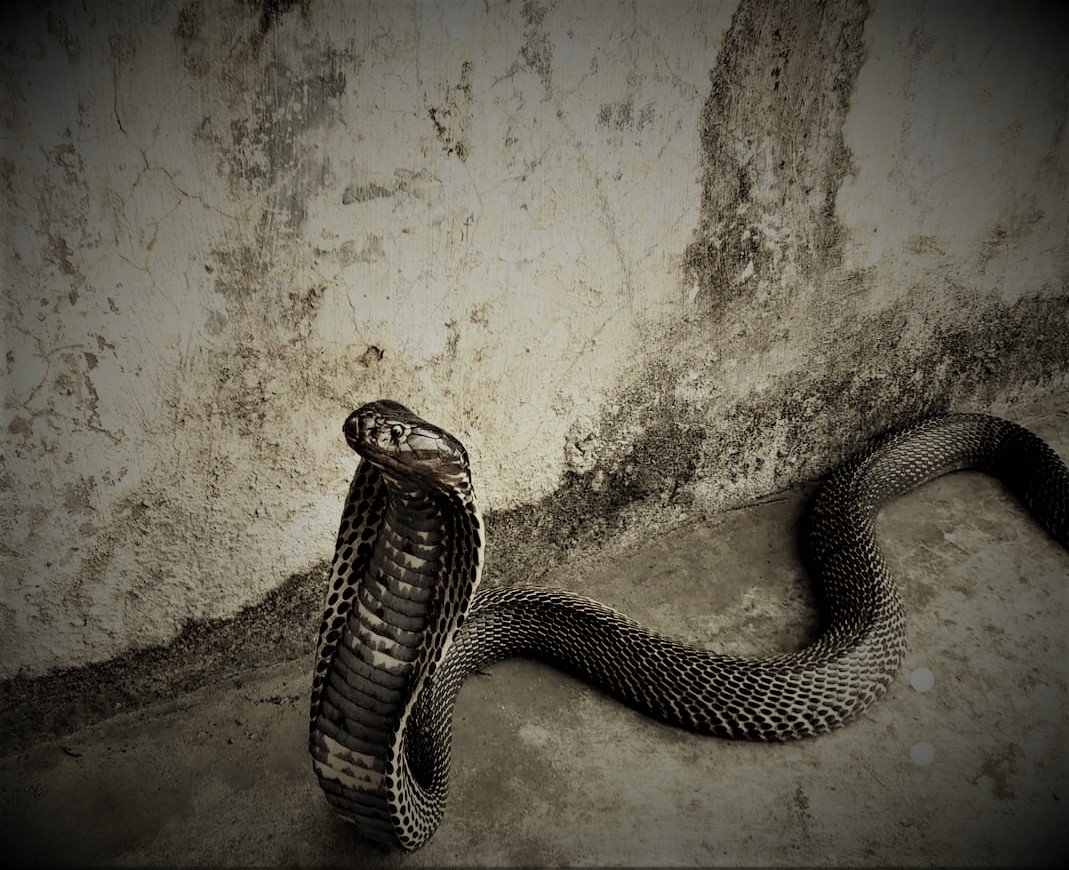 Why Is the Inland Taipan So Venomous? (image credits: wikimedia)