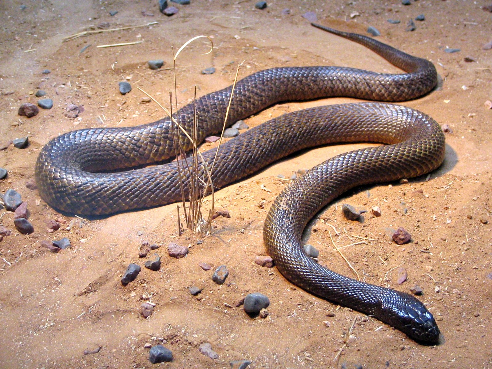 The Role of the Inland Taipan in Indigenous Culture (image credits: wikimedia)