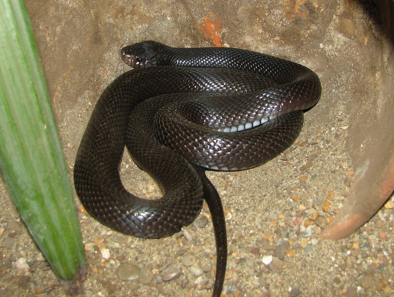 Encounters with Humans: Rarity and Reality (image credits: wikimedia)