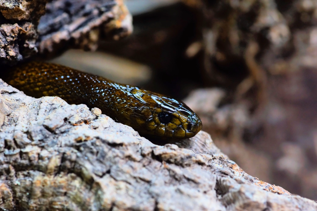 Climate and Environmental Adaptations (image credits: rawpixel)