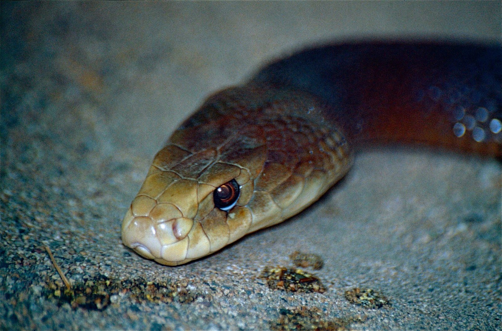 Captive Inland Taipans: Insights and Surprises (image credits: wikimedia)