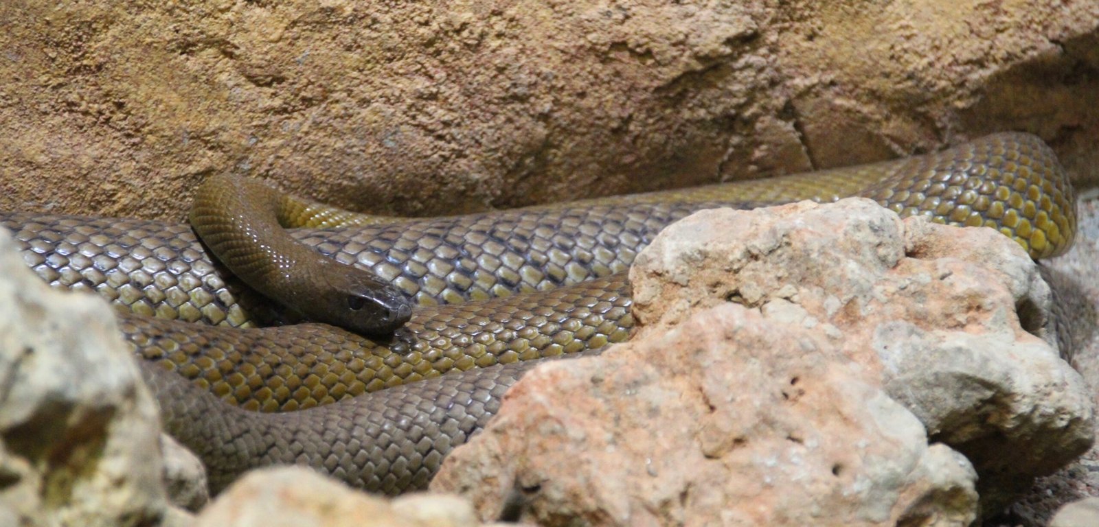 The Fascination of Snake Enthusiasts (image credits: wikimedia)
