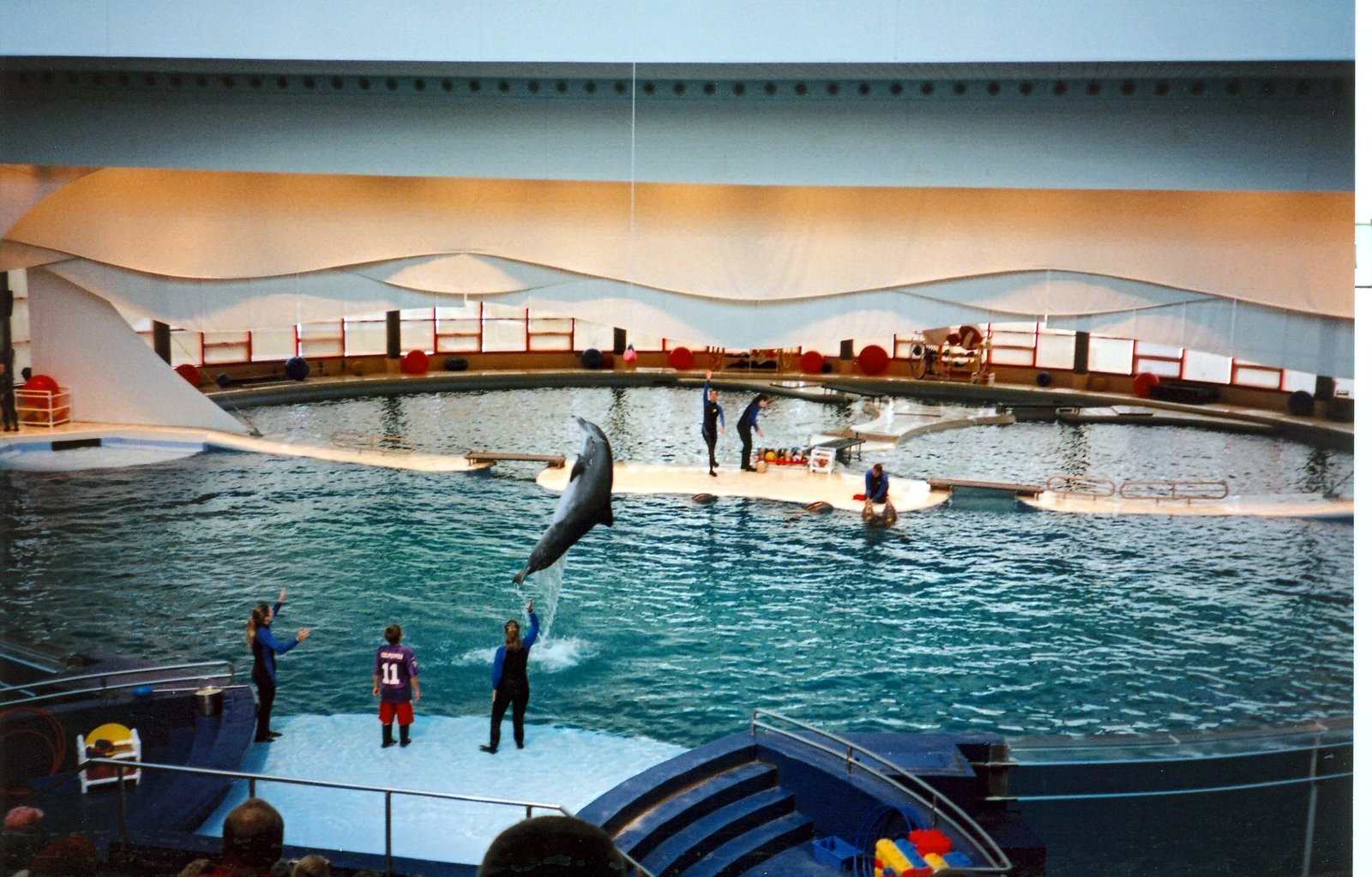 The Captivity Trade: From Ocean to Aquarium (image credits: wikimedia)