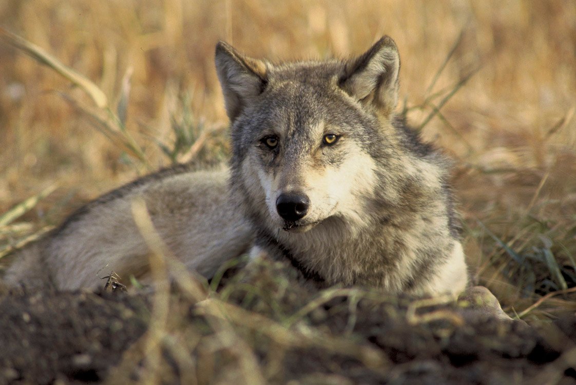 Predators and Prey: Wolves as Ecosystem Engineers (image credits: wikimedia)