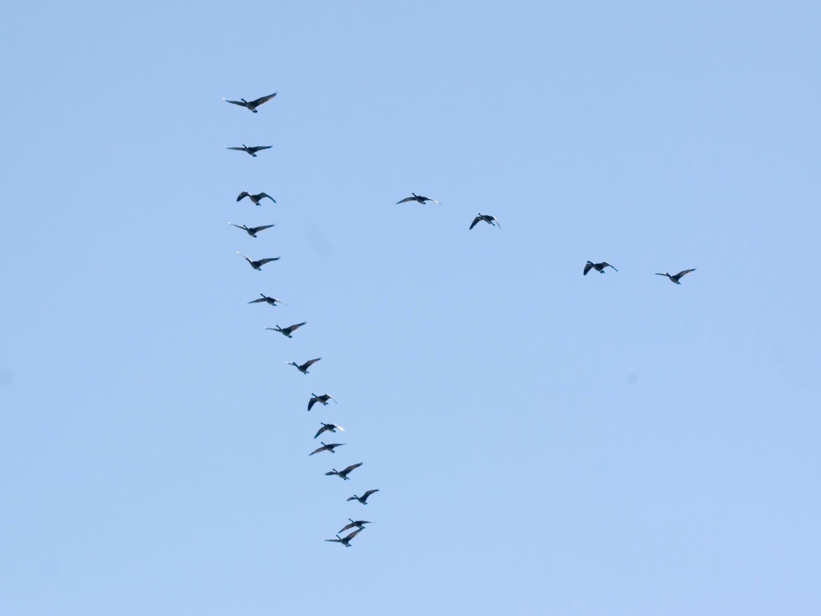 The Power of the V: Nature’s Aerodynamic Blueprint (image credits: wikimedia)