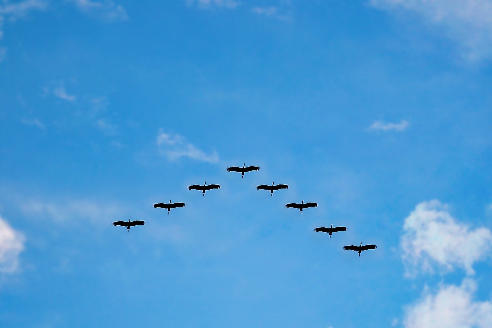 Energy Savings and Teamwork in Flight (image credits: wikimedia)