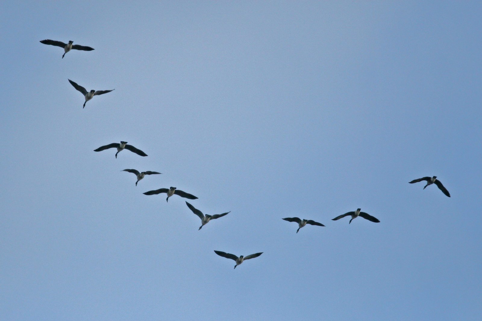 Birds That Master the V (image credits: wikimedia)